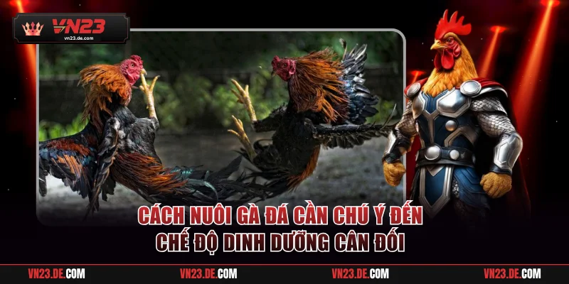 Cách nuôi gà đá cần chú ý đến chế độ dinh dưỡng cân đối